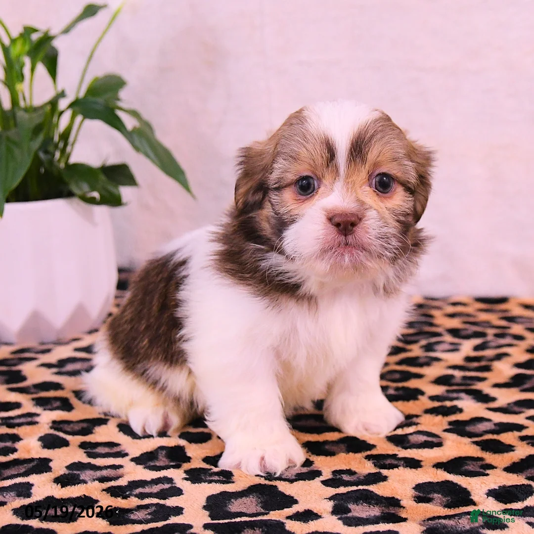 Shih Tzu dogs for sale: Stephanie - Ad 3