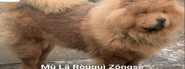 Mula Rougie Zongzi