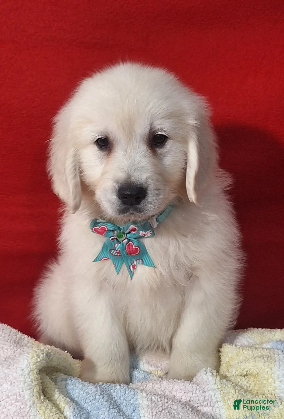 Golden Retriever dogs for sale: Baylor - Ad 1