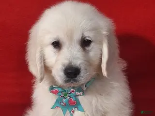 Golden Retriever dogs Baylor - Ad 40