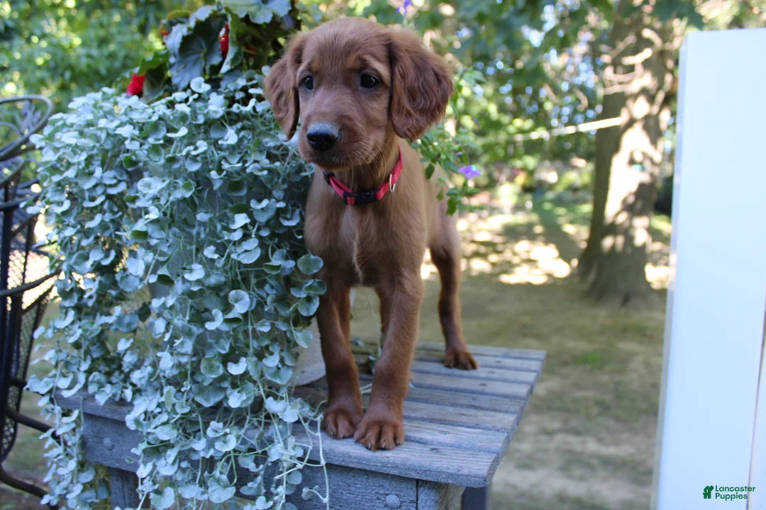 Mixed Breed dogs for sale: cody - Ad 5