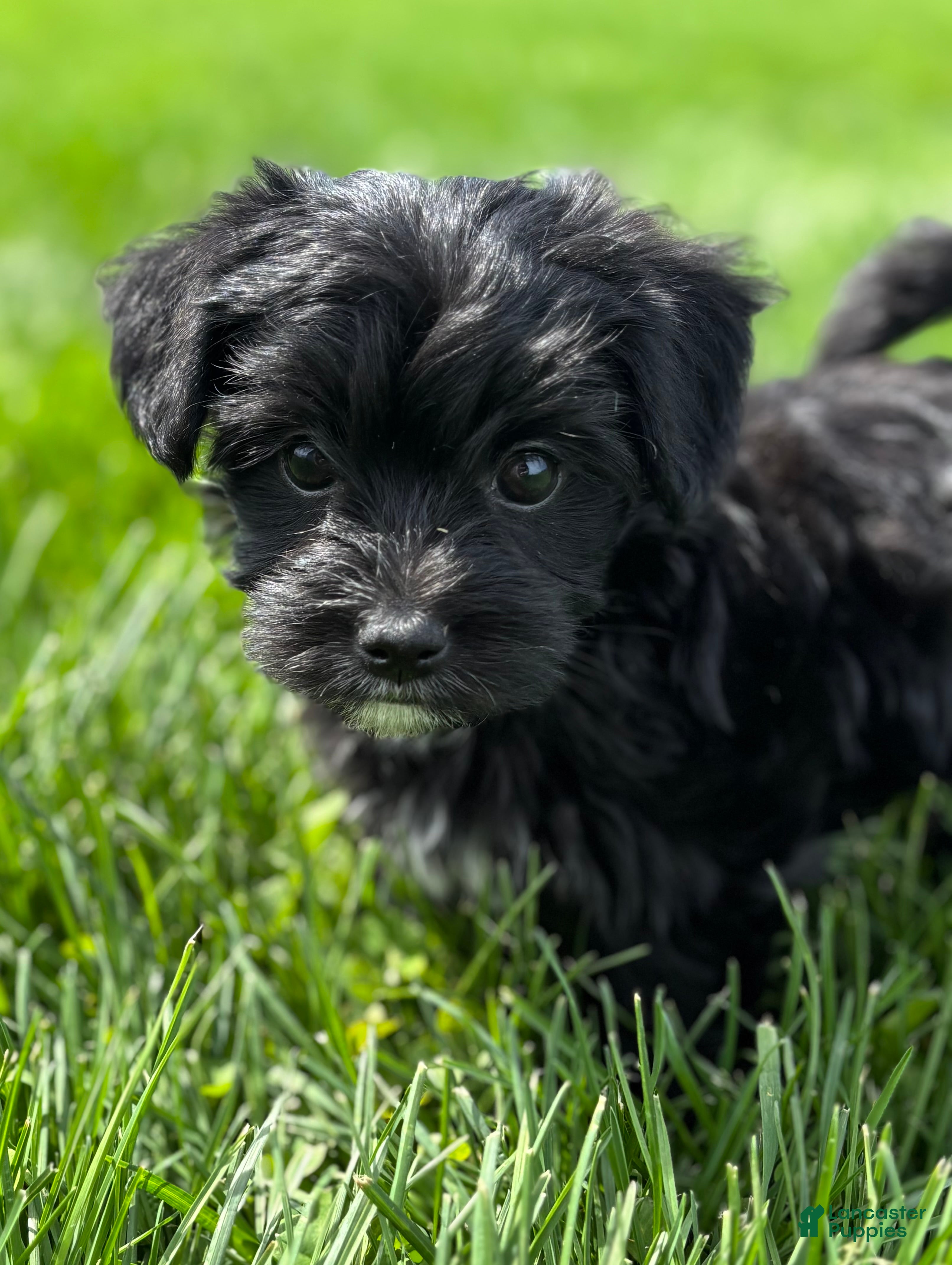 Morkie dogs Daisy - Ad 1