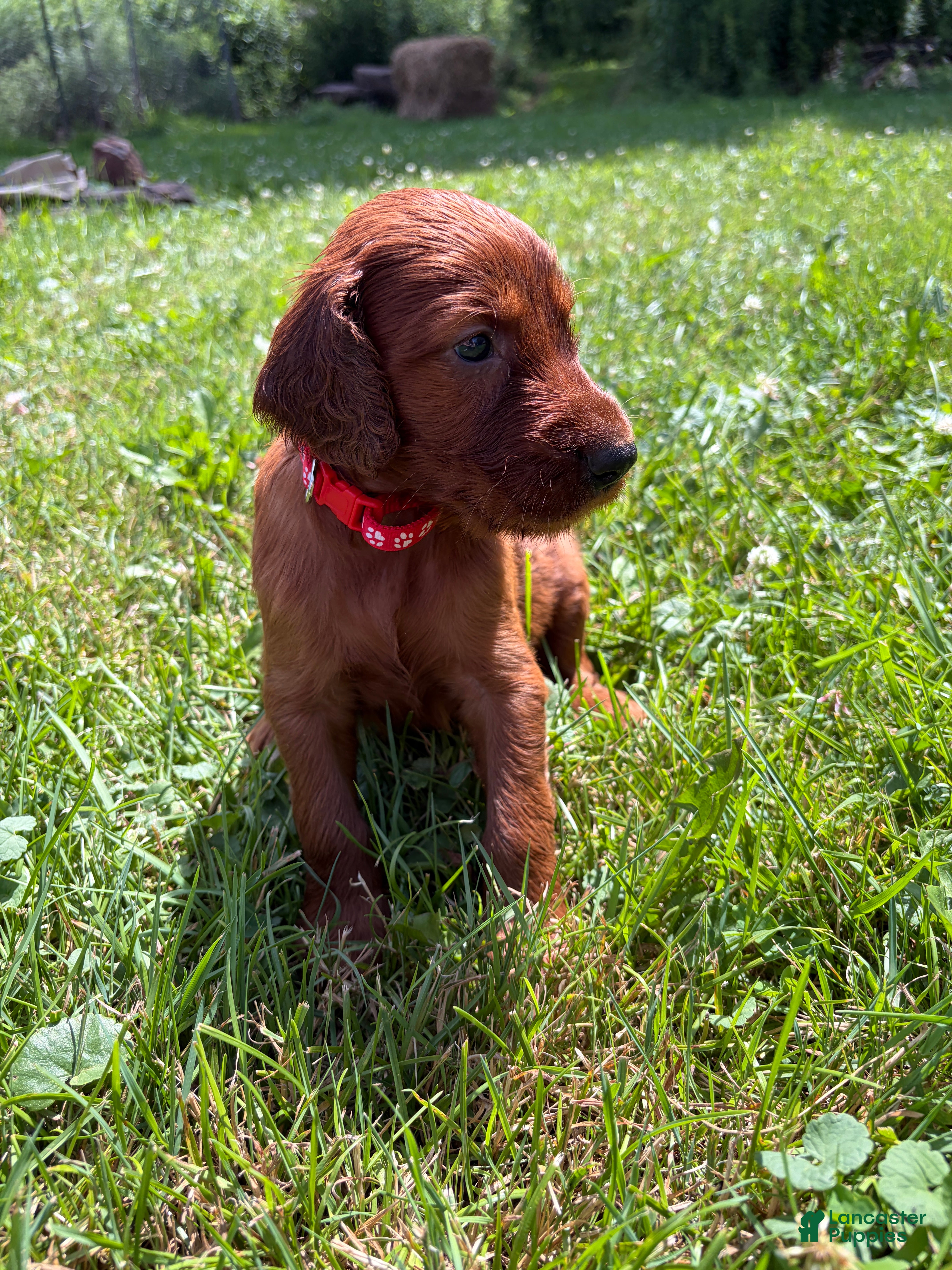 Irish Setter dogs Red collar - Ad 30