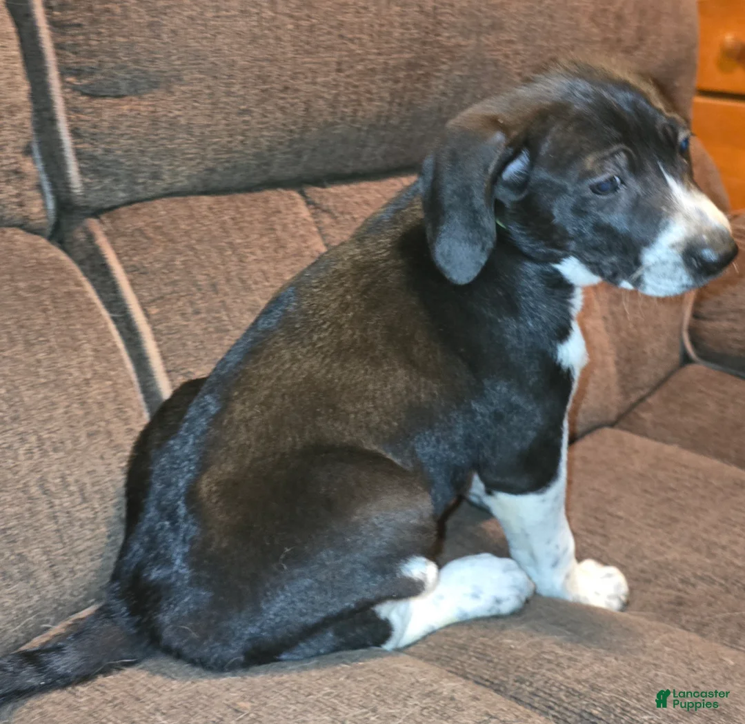 Other breed dogs for sale: Levi - Ad 12