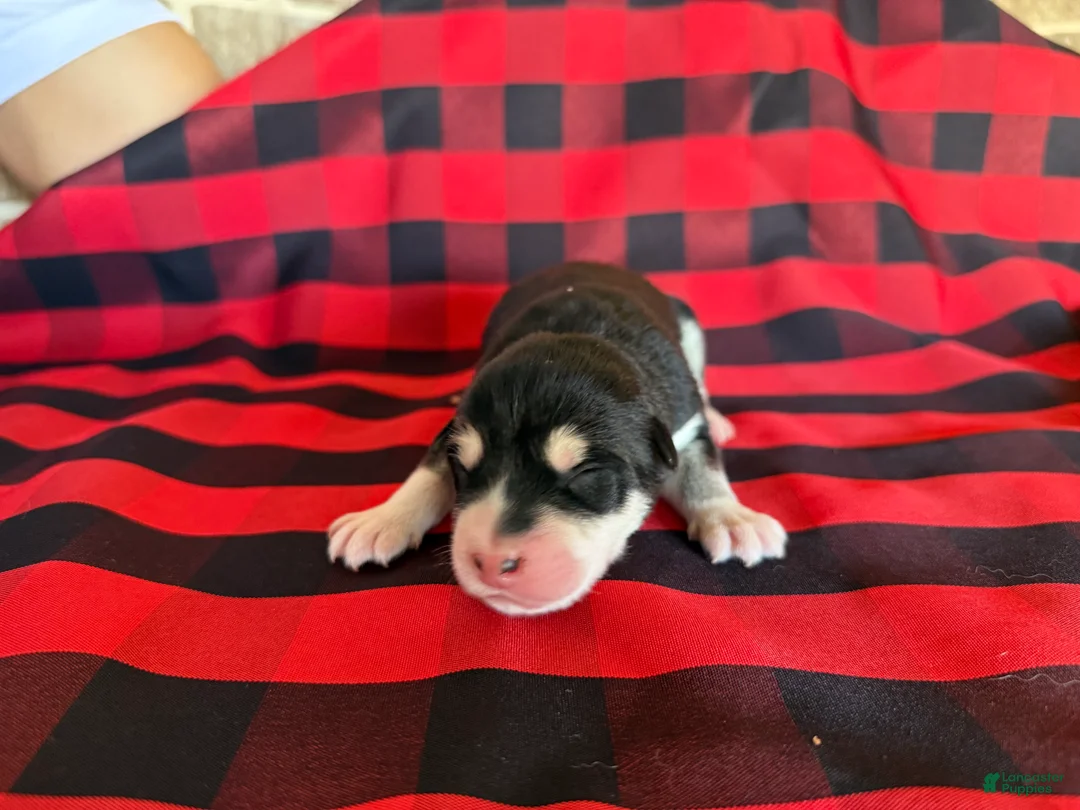 Alaskan Malamute dogs for sale: Alaskan Malamute Puppy 8 - Ad 2