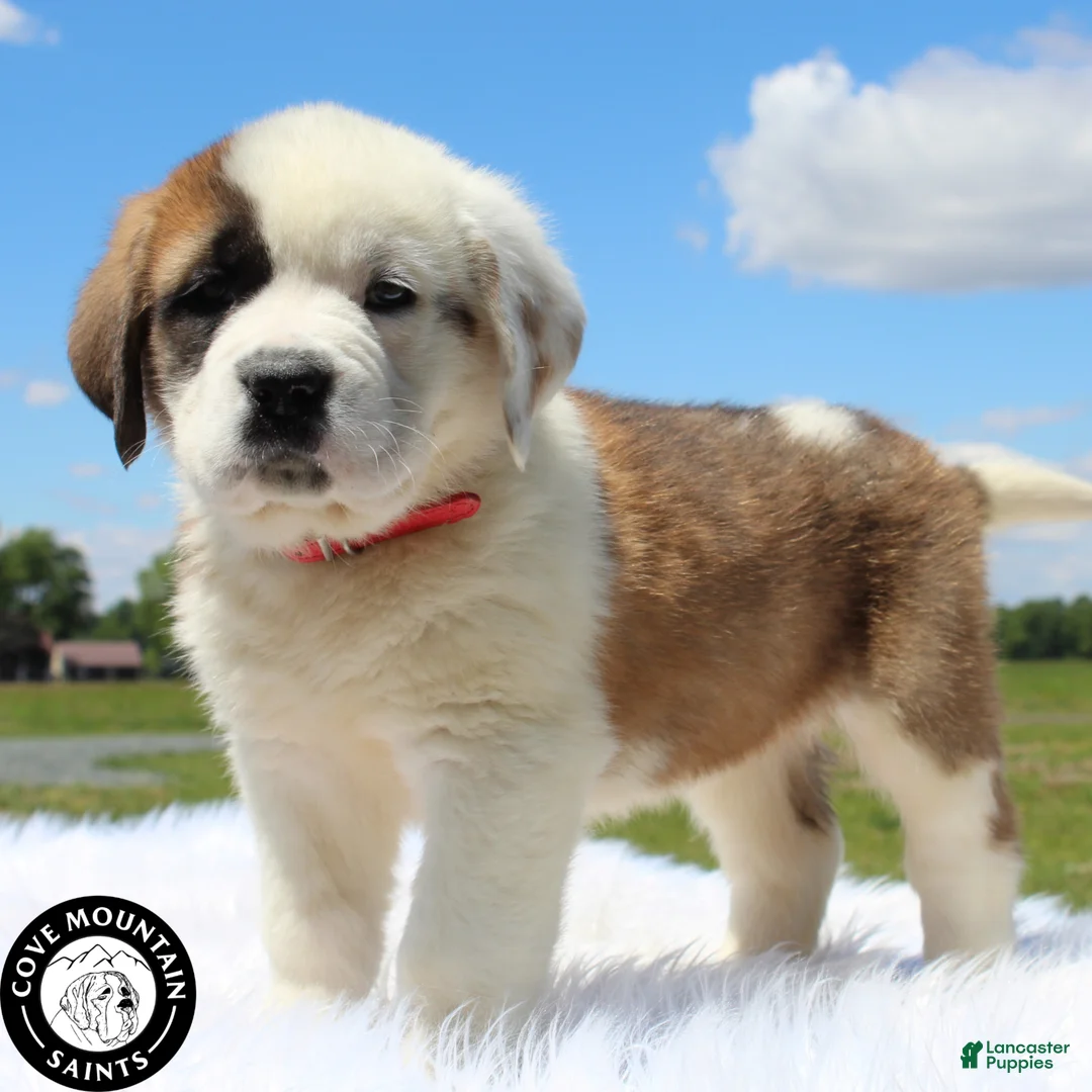 Saint Bernard dogs for sale: Abby - Ad 1