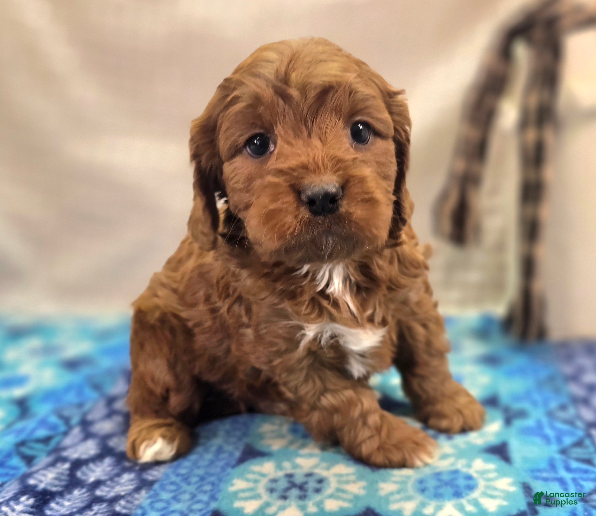 Cavapoo dogs Denali - Ad 10