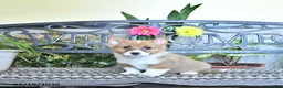 Welsh Corgi Pembroke dogs for sale: Sunny  - Ad 3