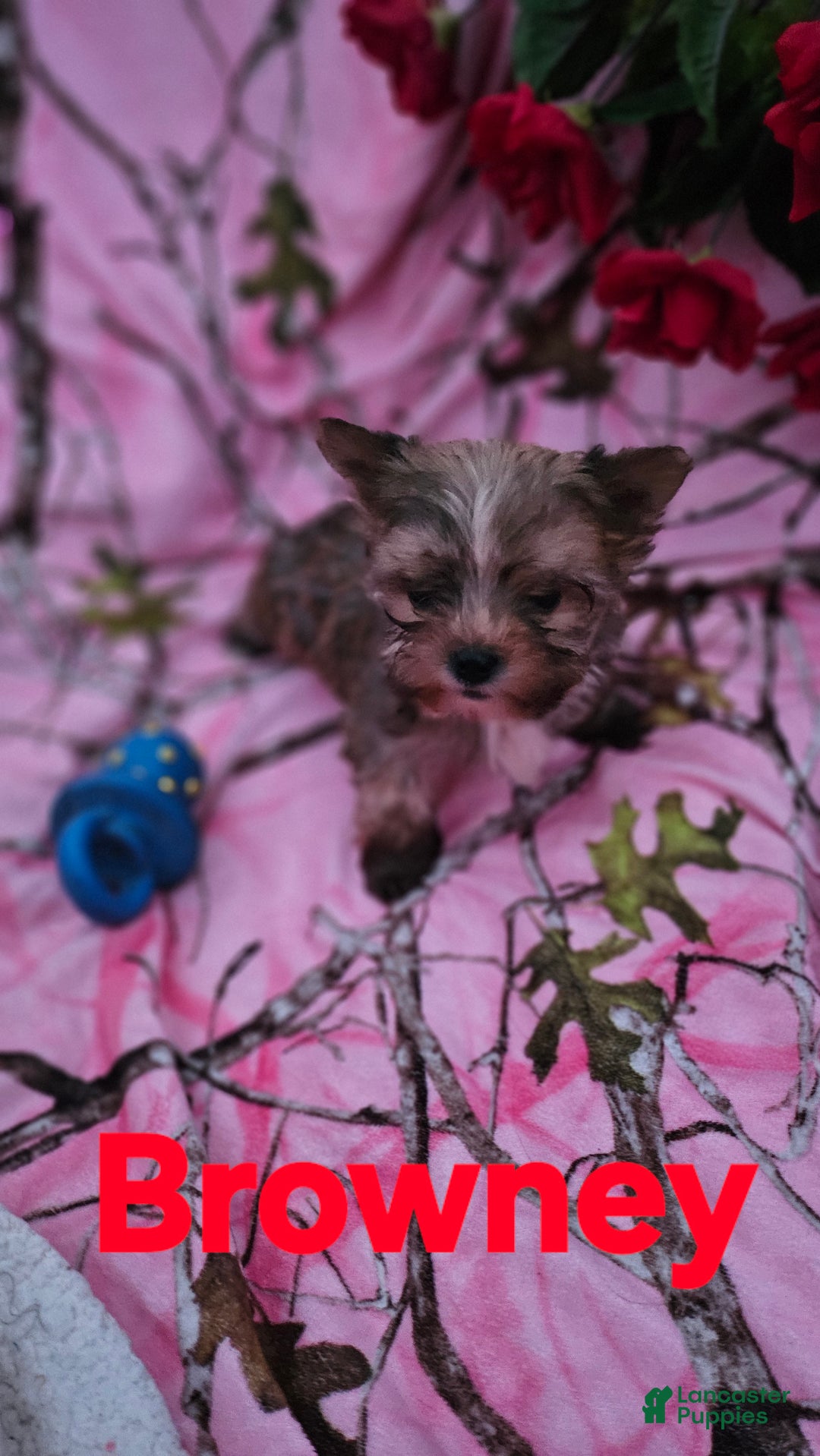 Morkie dogs for sale: Browney  - Ad 7