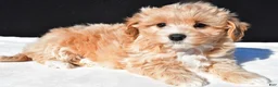 Maltipoo dogs for sale: Mia - Ad 7