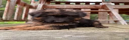 German Shepherd dogs for sale: Benny - Ad 11