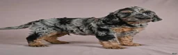 Cockapoo dogs for sale: Arnold - Ad 6
