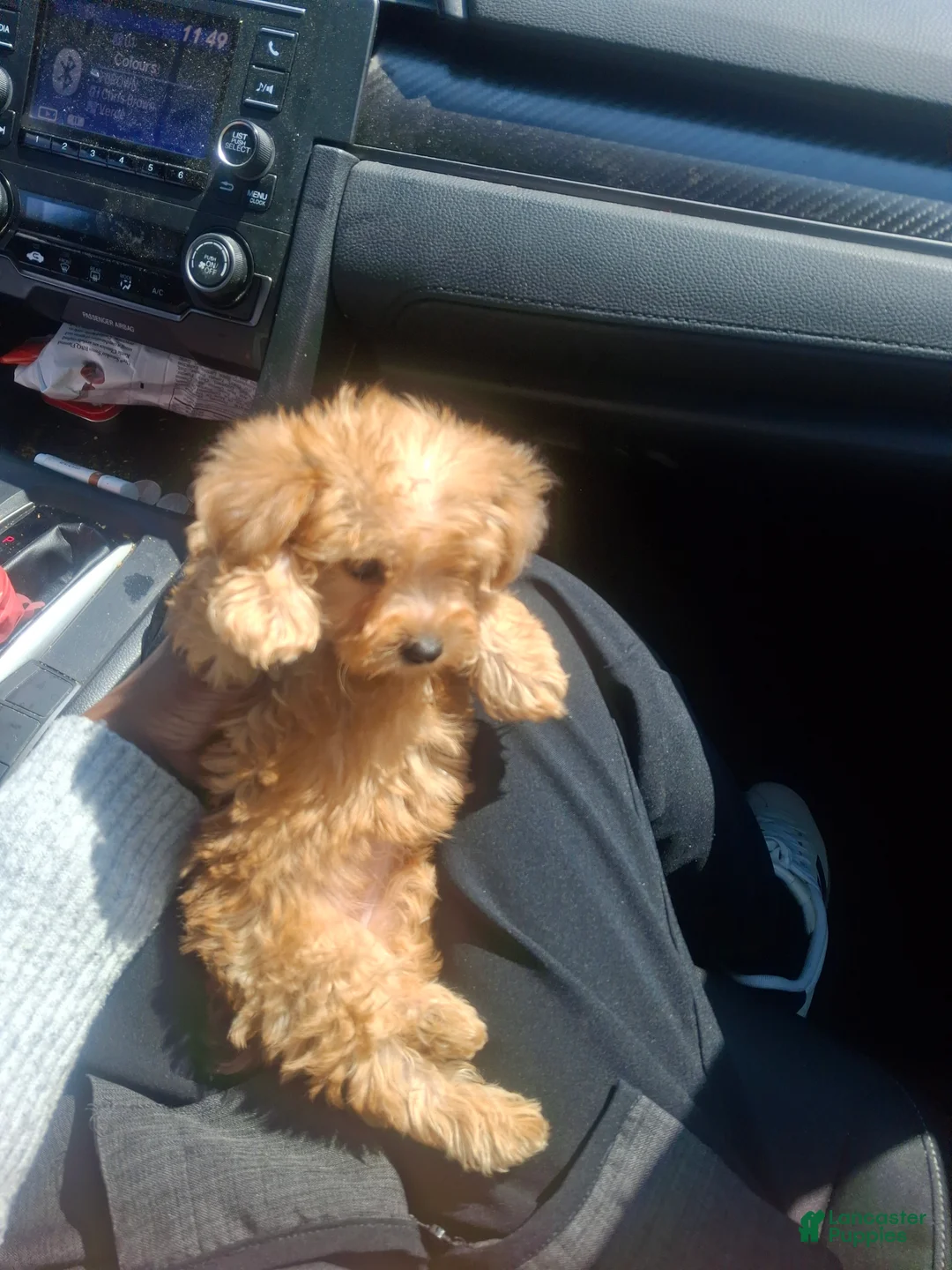 Yorkiepoo dogs for sale: Yorkiepoo Puppy 1 - Ad 2