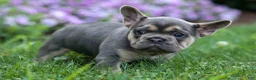 French Bulldog dogs for sale: Finley 🐶 - Ad 13
