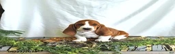 Basset Hound dogs for sale: Lilly - Ad 3