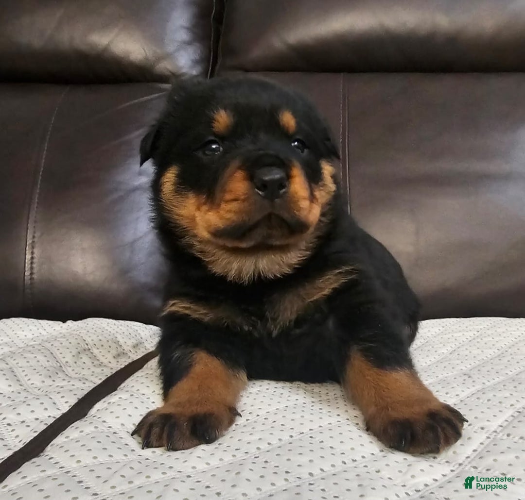 Rottweiler dogs for sale: Rottweiler Puppy 1 Black Male - Ad 5
