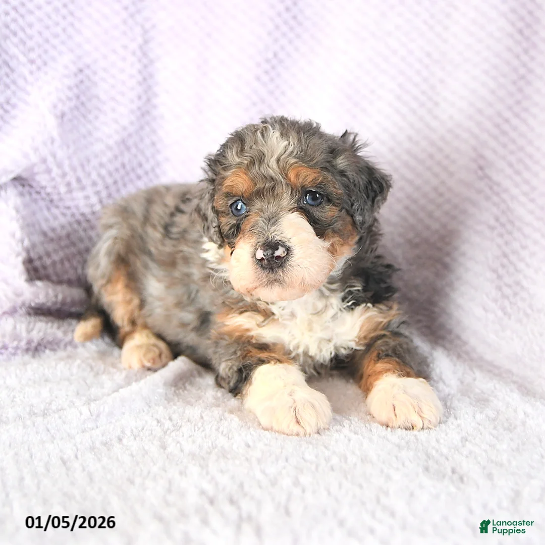 Mini Bernedoodle dogs for sale: Venus - Ad 14