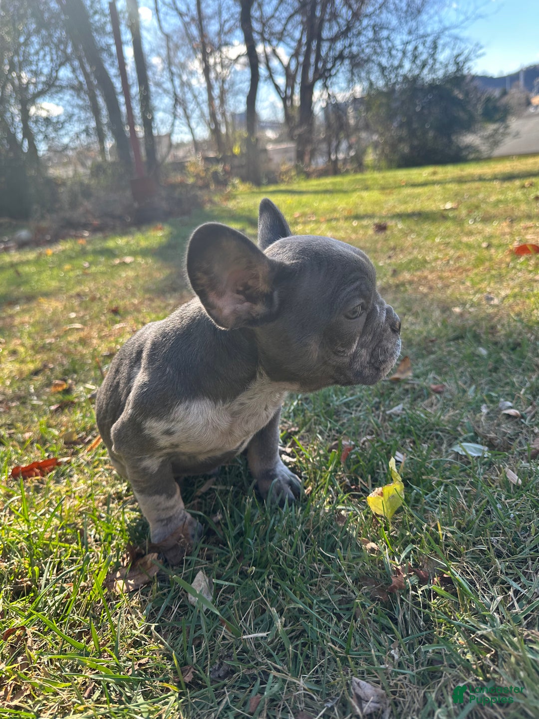 French Bulldog dogs for sale: Leo - Ad 11
