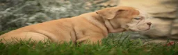 English Bulldog dogs for sale: Tonya English Bulldog  - Ad 5