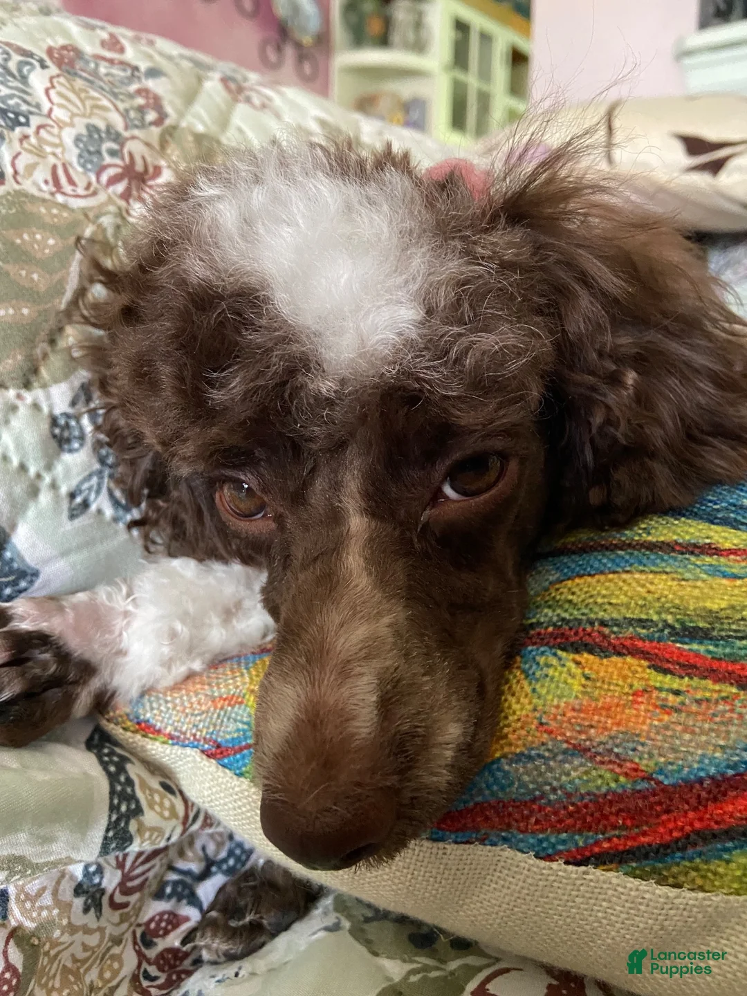 Toy Poodle dogs for sale: Dax  - Ad 12
