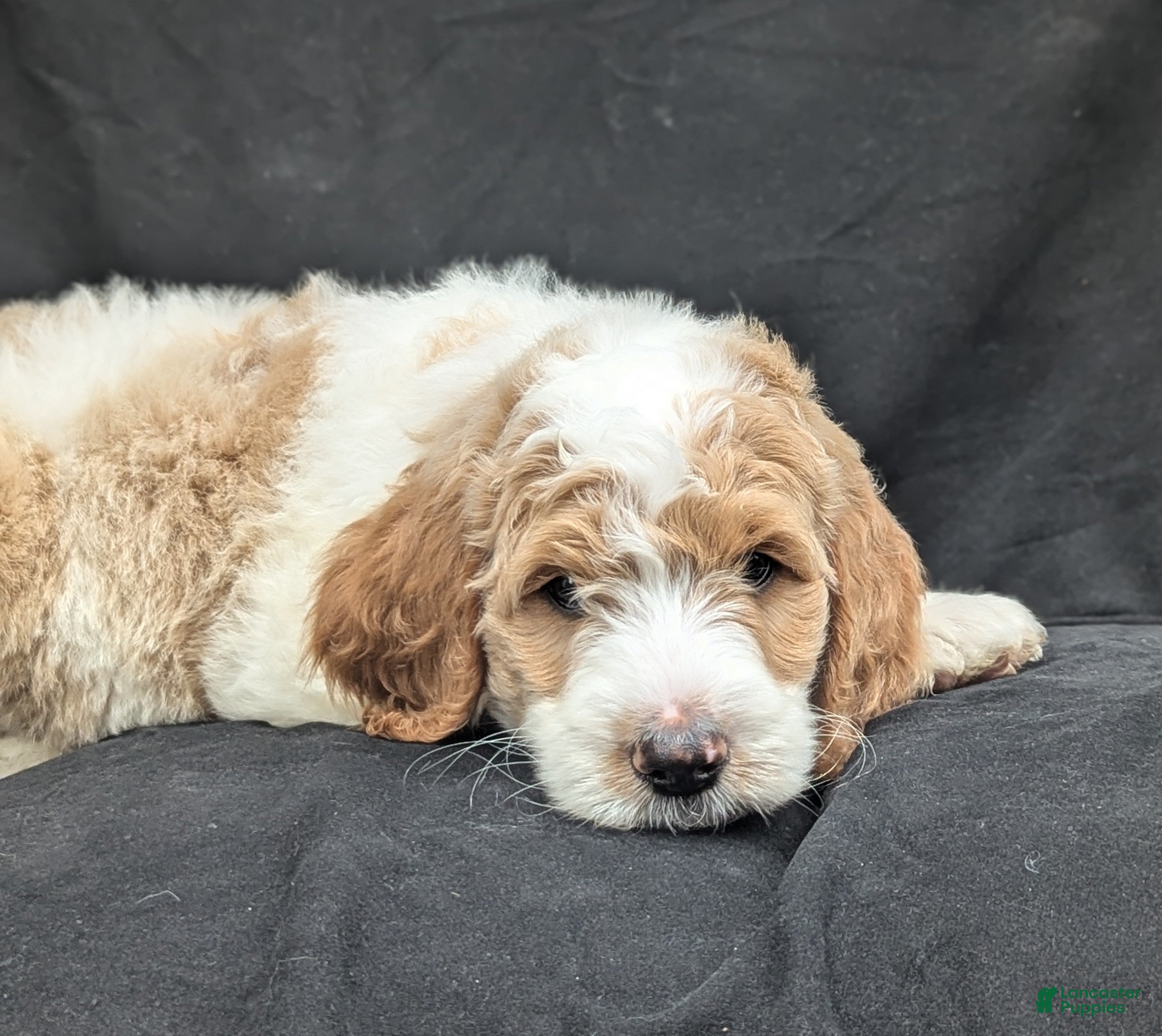 Goldendoodle dogs Ollie  - Ad 2