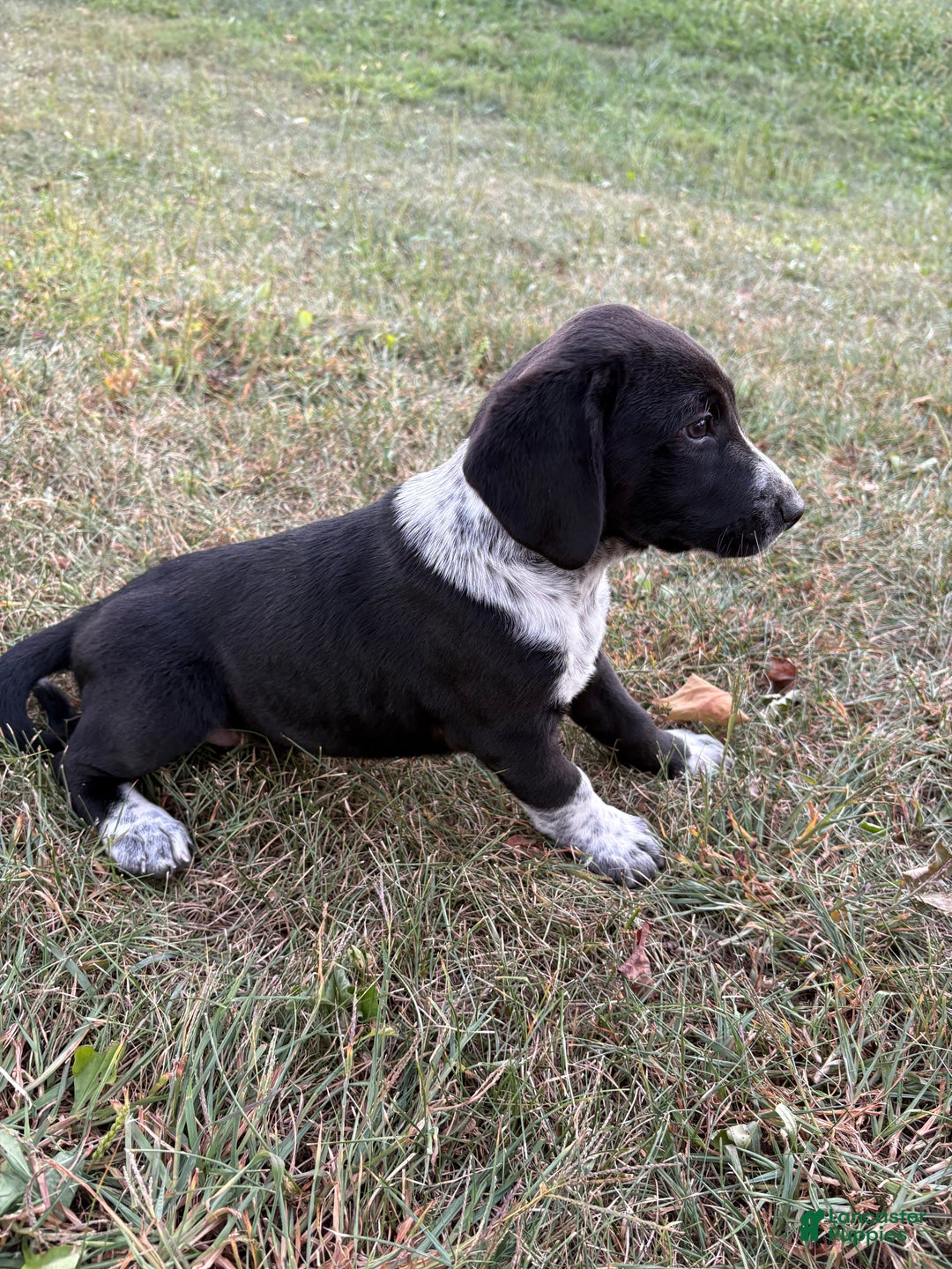 Hound Mix Beagle White And Black Sticker Mixed Breed (beagle