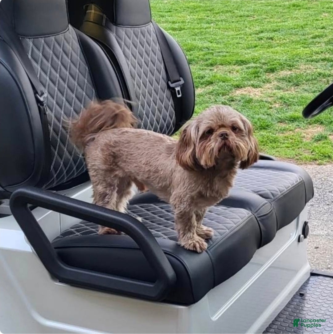 Shih Tzu dogs for stud: Grizzly  - Ad 1