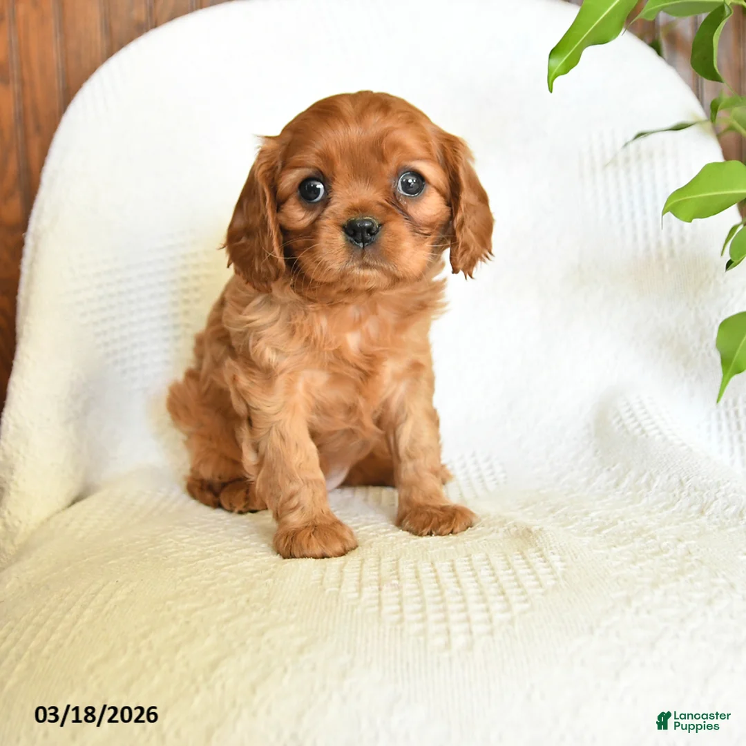 Cavalier King Charles Spaniel dogs for sale: Cassidy - Ad 1