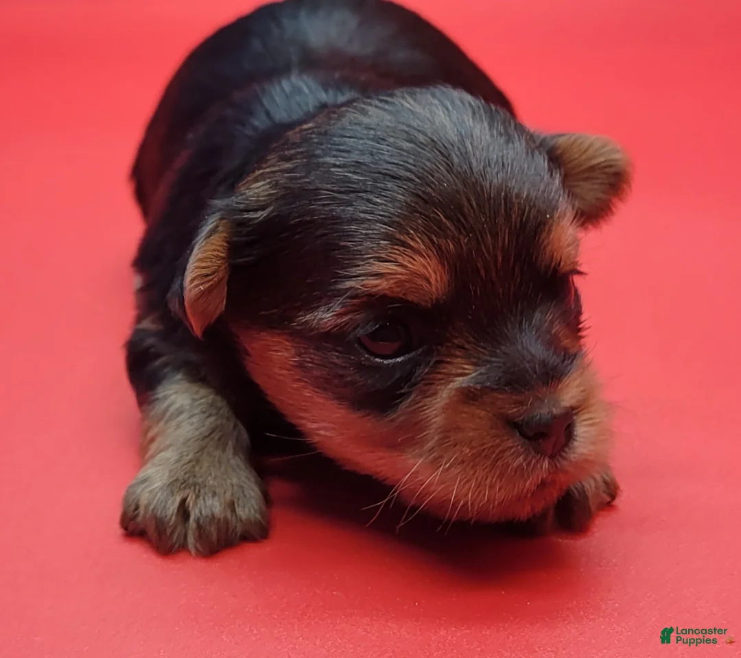 Yorkshire Terrier dogs for sale: Yorkshire Terrier Puppy 1 - Ad 1
