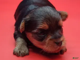 Yorkshire Terrier dogs Yorkshire Terrier Puppy 1 - Ad 34