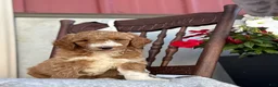 Goldendoodle dogs for sale: Coco - Ad 14