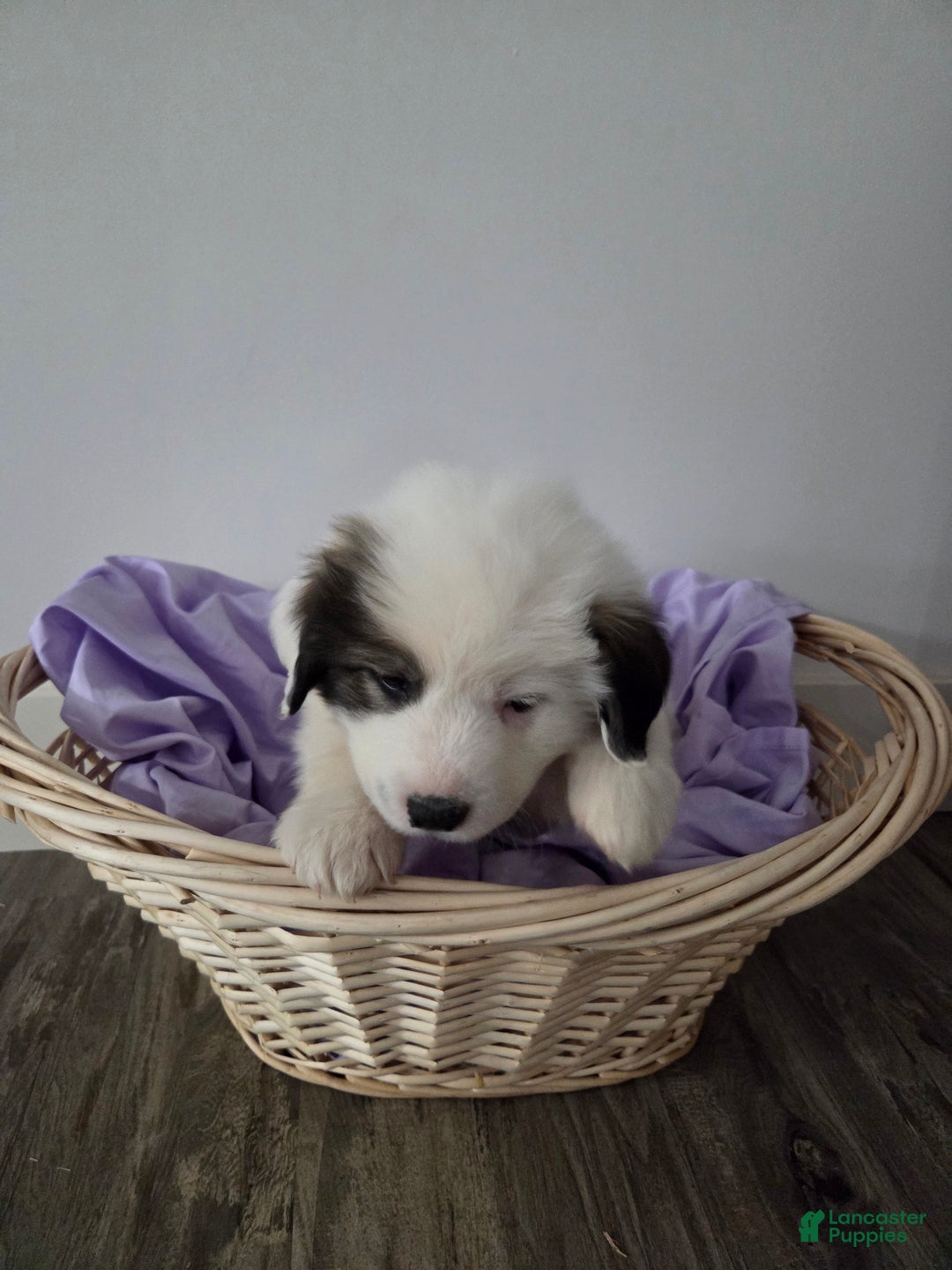 Great Pyrenees dogs for sale: Max - Ad 2
