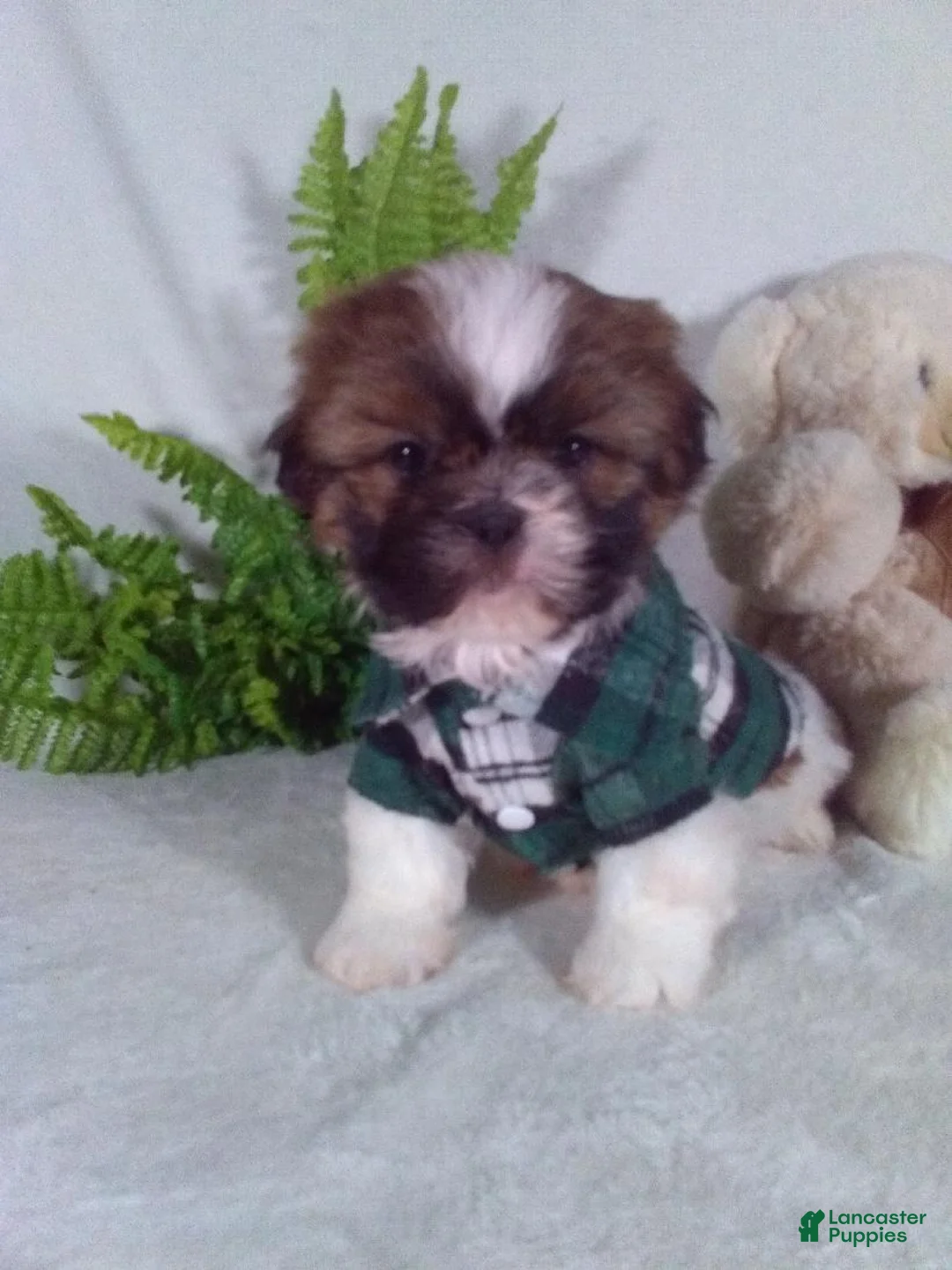 Shih Tzu dogs for sale: Cash - Ad 2