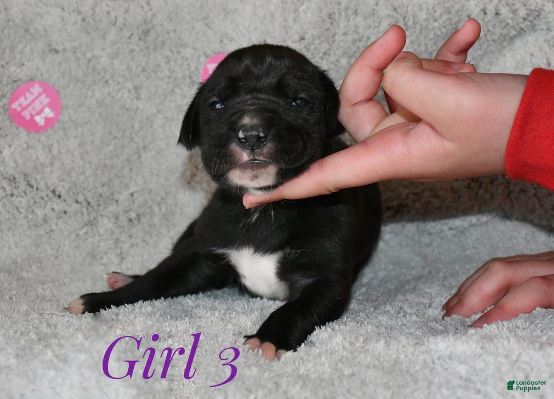 Great Dane dogs for sale: Girl black - Ad 2