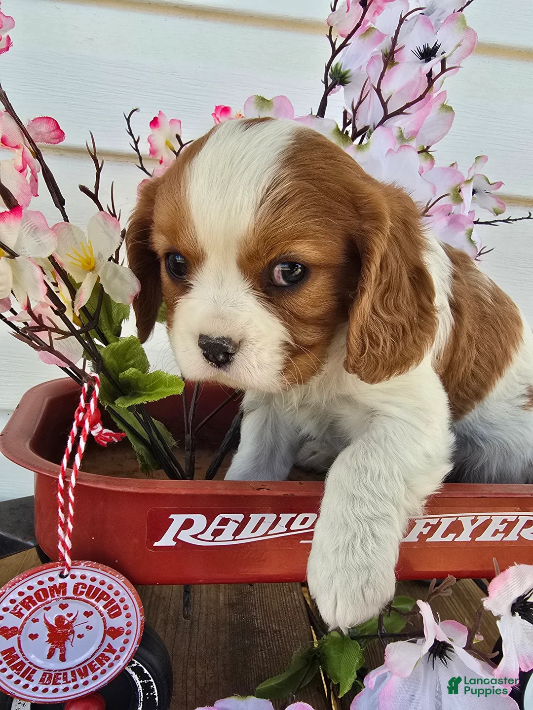 Cavalier King Charles Spaniel dogs for sale: Dakota - Ad 10