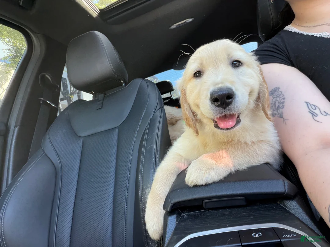 Golden Retriever dogs for sale: Light Blue - Ad 1