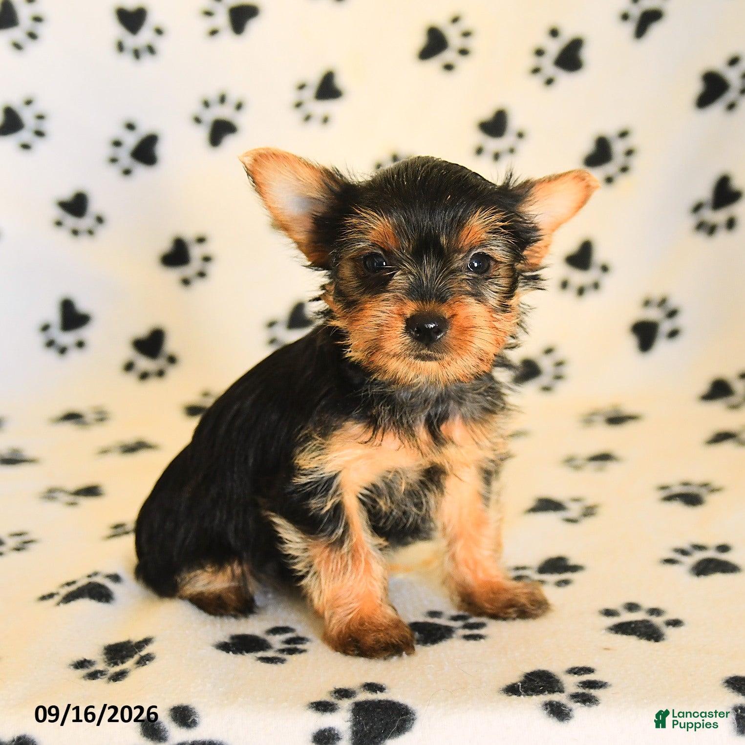 Yorkshire Terrier dogs June - Ad 1
