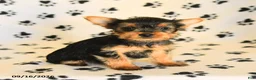 Yorkshire Terrier dogs for sale: June - Ad 1