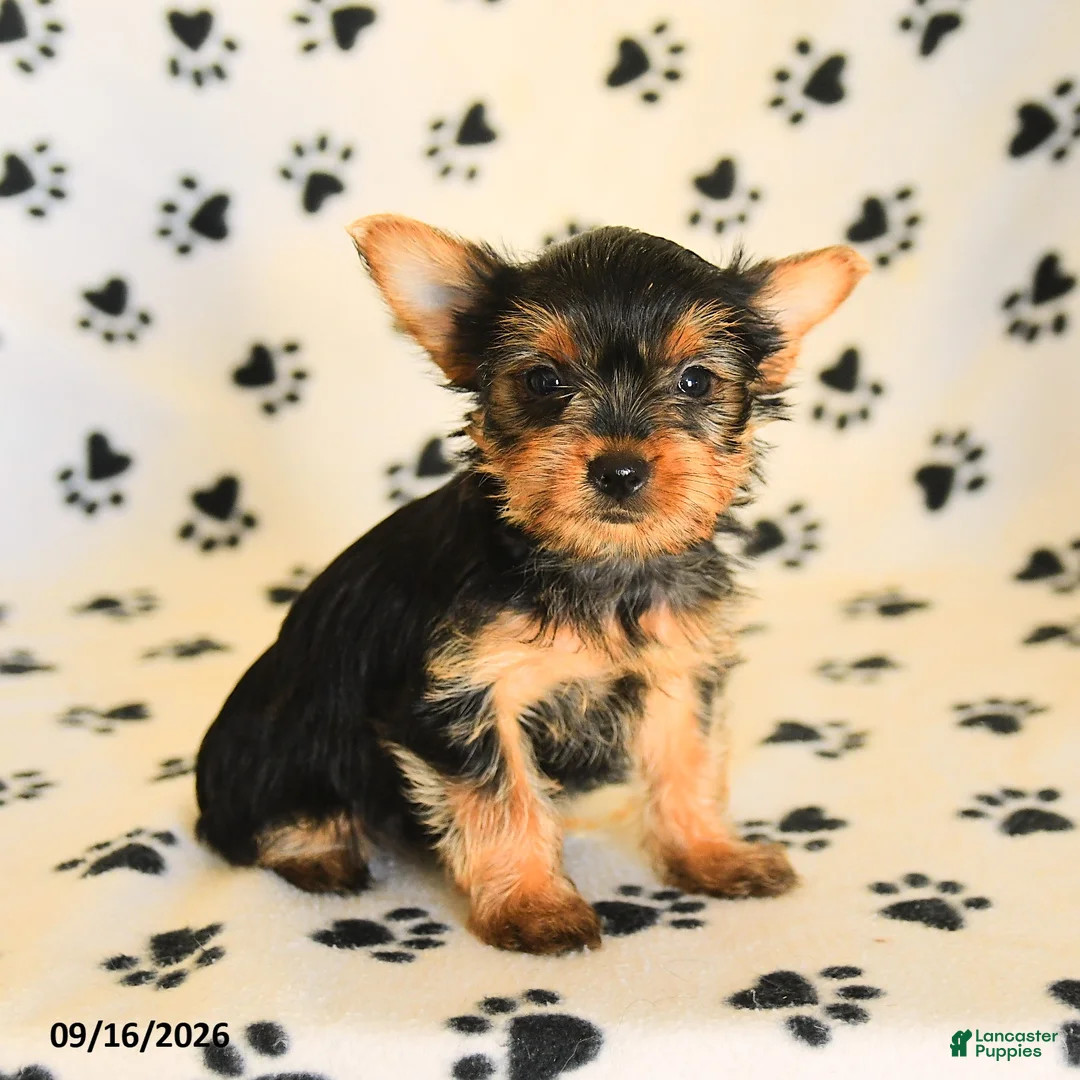 Yorkshire Terrier dogs for sale: June - Ad 1