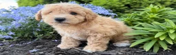 Bichpoo dogs for sale: Marley  - Ad 4