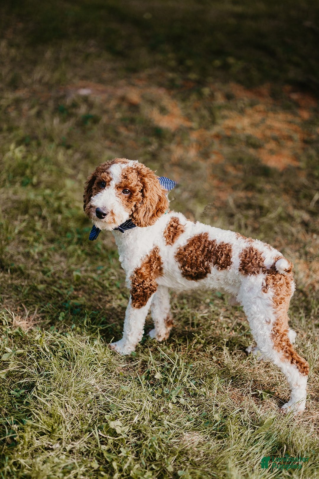Irish Doodle dogs for sale: Archie - Ad 6