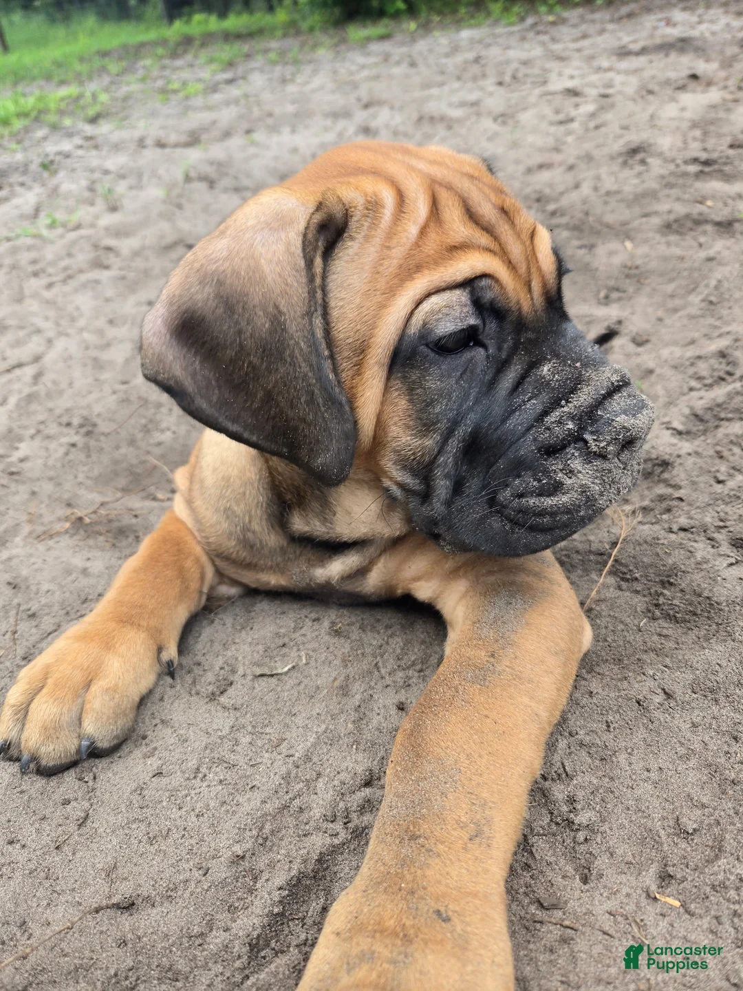 Cane Corso dogs for sale: Chewbacca (Chewy) - Ad 2