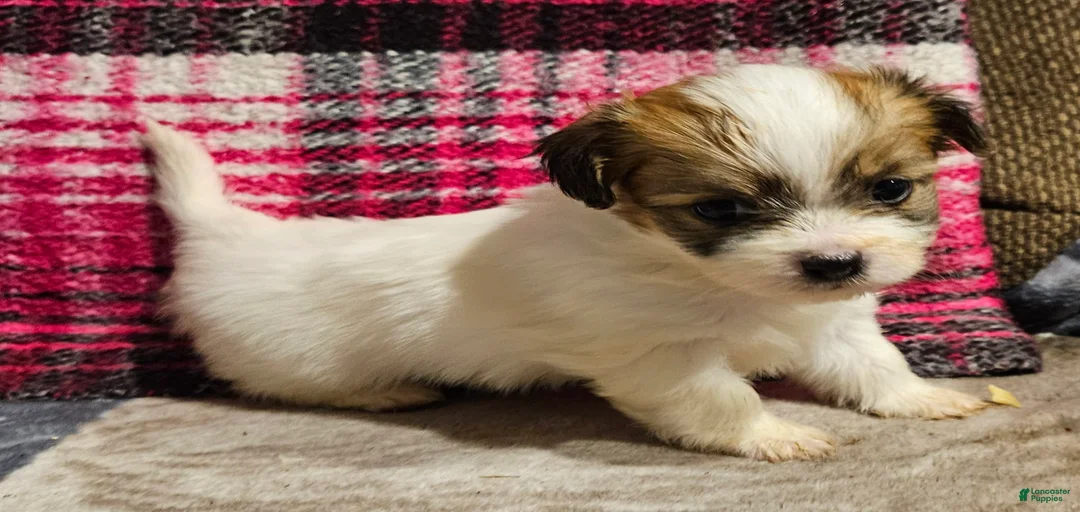 Gallery Image {{count}}