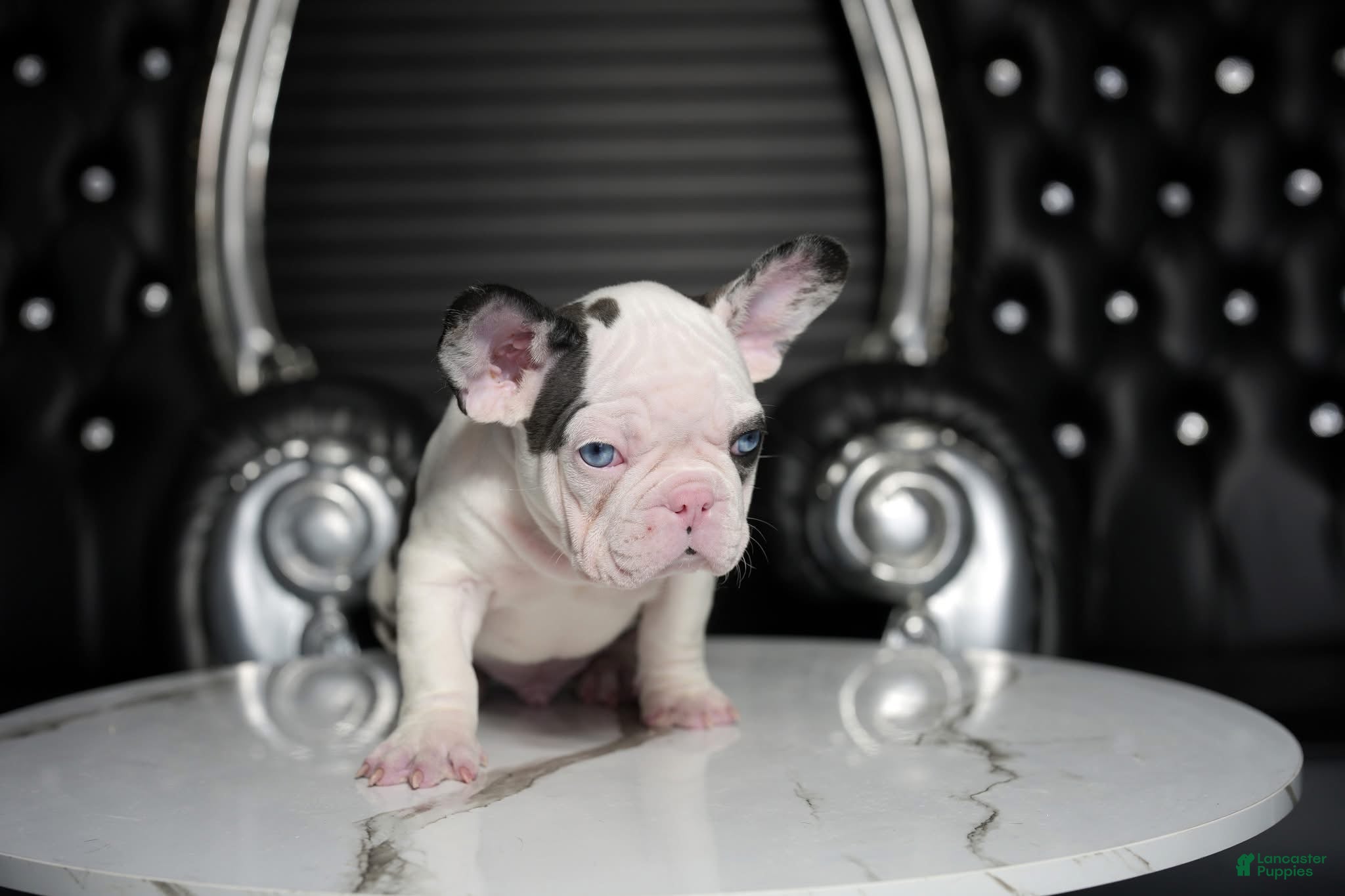 French Bulldog dogs Bluey - Ad 1