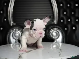 French Bulldog dogs for sale: Bluey - Ad 1