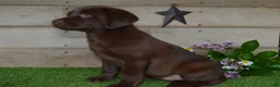 Labrador Retriever dogs for sale: Ann - Ad 3
