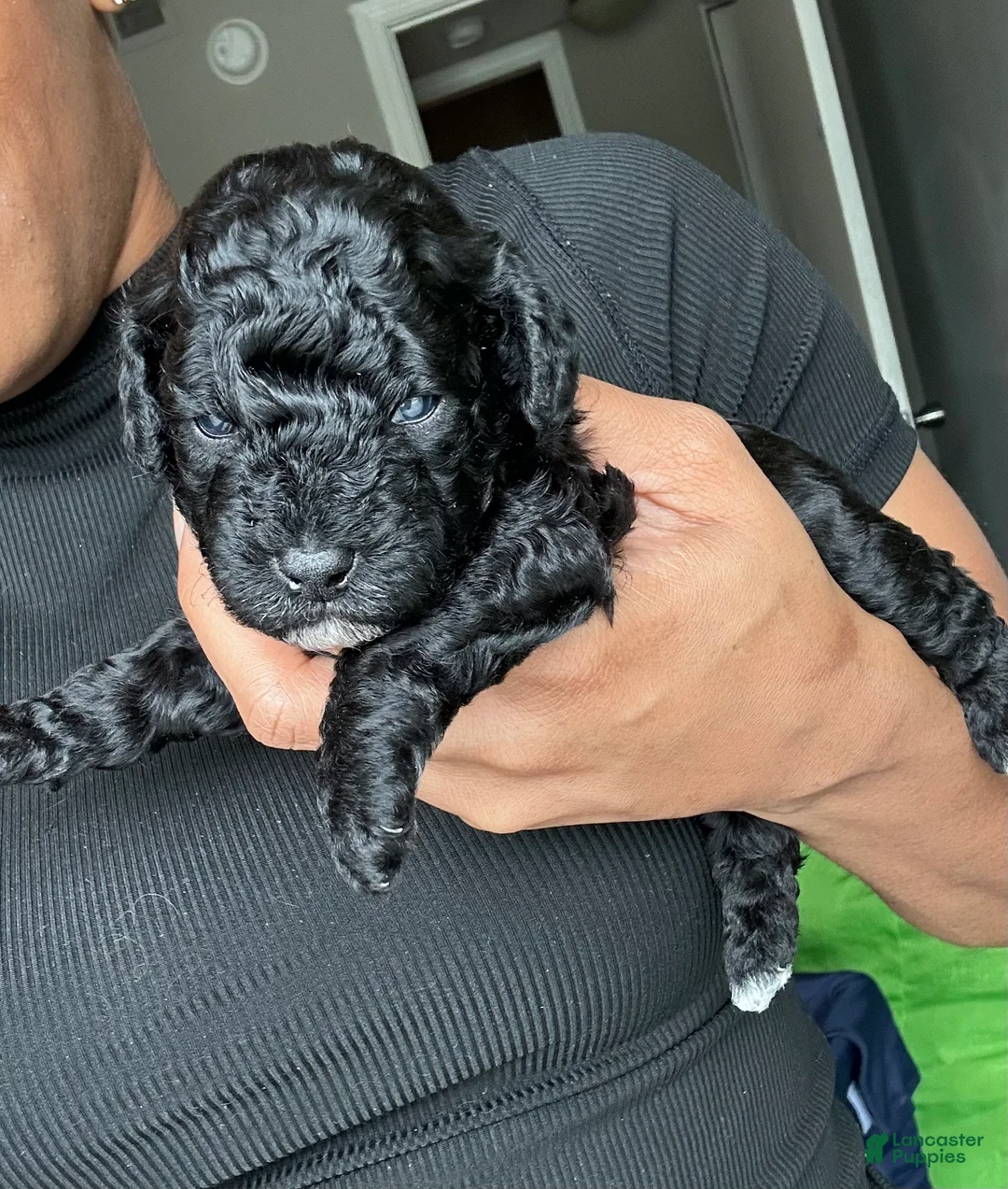 Toy Poodle dogs for sale: Toy Poodle 1 - Ad 2