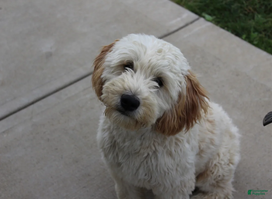 Whoodle dogs for sale: Mini Nevada ( Nev) - Ad 4
