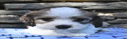 Cavachon dogs for sale: Ricky   - Ad 3