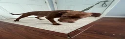 American Pit Bull Terrier dogs for sale: Peaches - Ad 3
